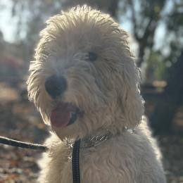 Millie - Sheepadoodle