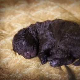 Raoul - Brown male Mudi puppy in Gatlinburg, Tennessee from Greenbrier