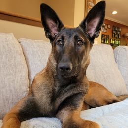 Belgian Malinois puppies from By Your Side Canines