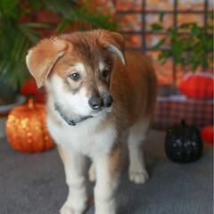 Carpo - Black gray agouti Tamaskan puppy in Tennessee from Ageli Lykon