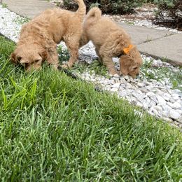 Goldendoodle Puppies from Coal Country Doodles
