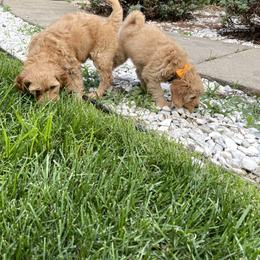 Goldendoodle Puppies from Coal Country Doodles