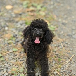 Cavapoo, Cockapoo, and Poodle Puppies from Heavenly Puppies to Love