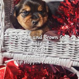 Yorkshire Terrier Puppies from Hip Hoppin Yorkies