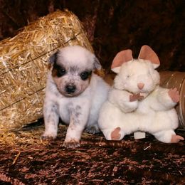 Australian Cattle Dog Puppies from Shada