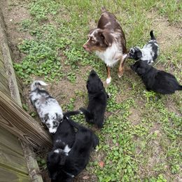 Miniature Australian Shepherd Puppies from Peace Creek Aussies