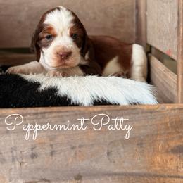 Peppermint Patty - Orange and white female English Springer Spaniel puppy in Uvalda, Georgia from Willow Creek Farms