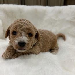Espresso - Cream male Goldendoodle puppy in Shingle Springs, California from Creamy Retrievers