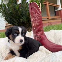 Buck - Black tri male Miniature Australian Shepherd puppy in Mill Spring, North Carolina from Adair Acres Aussies