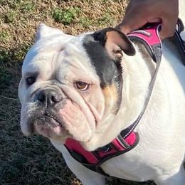 Harley  - Bulldog