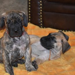 Great Dane Puppies from Tioli Great Danes
