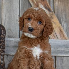 Justice-Black Collar - Red male Irish Doodle puppy in Macedon, New York from Toodles Goldendoodles