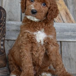 Justice-Black Collar - Red male Irish Doodle puppy in Macedon, New York from Toodles Goldendoodles