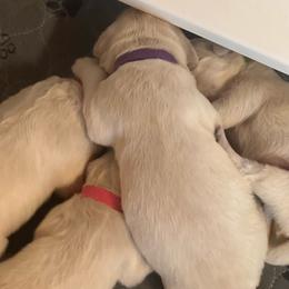 Pink Collar - Light golden female Golden Retriever puppy in Cleveland, Georgia from JLB's Yonah Goldens