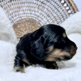 Forrest - Black and cream male Dachshund puppy in Red Bank, California from Down The Hill Potterdale