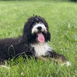 Aussiedoodles, Bernedoodles, and Goldendoodles from Rowe Farms Doodles
