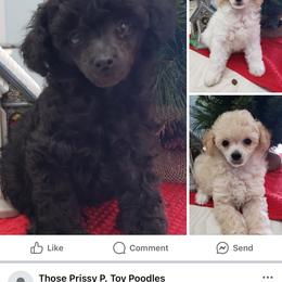 Poodle Puppies from Those Prissy P. Poodles
