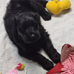 "G Liter PUP" Black Russian Terrier Puppies from Beautiful Black Russian Terriers
