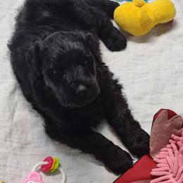 "G Liter PUP" Black Russian Terrier Puppies from Beautiful Black Russian Terriers