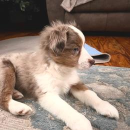 Miniature Australian Shepherd Puppies from Highland Hills Mini Aussies