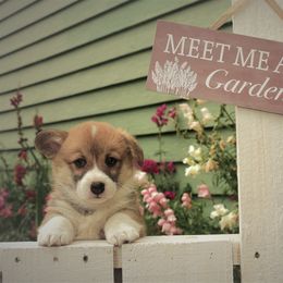Boy 1 - Pembroke Welsh Corgi puppy in Gig Harbor, Washington from Pacific Northwest Pembroke Welsh Corgis