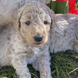 Girl 5 - Goldendoodle puppy in Burns, Tennessee from The Sunny Doodle