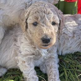 Girl 5 - Goldendoodle puppy in Burns, Tennessee from The Sunny Doodle
