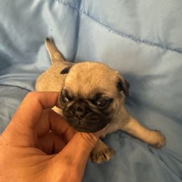 Morticia - Fawn female Pug puppy in Moorefield, West Virginia from Wratchford Farms