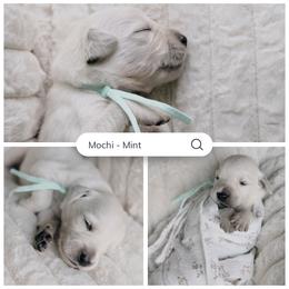 Mochi - Mint collar - Light golden male Golden Retriever puppy in Noblesville, Indiana from Ivory & Pine Goldens