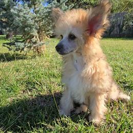 Benny Long Star Angel - Apricot male Chinese Crested puppy in Amarillo, Texas from Victoria's Chinese Cresteds Long Star Angels