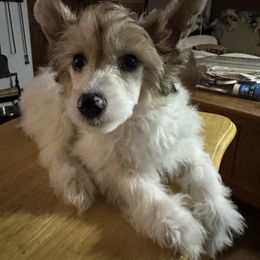 Boy 2 - Chinese Crested puppy from Ambush Kennel