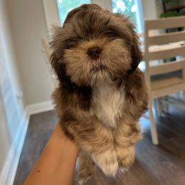 Akio - Liver and white male Shih Tzu puppy in Gulf Breeze, Florida from Garry's Shih Tzus