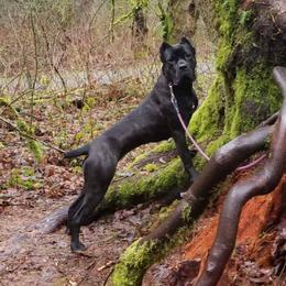 Lilo - Cane Corso