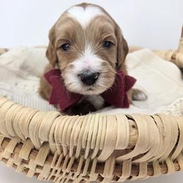Boy 4 - male Goldendoodle puppy in Leander, Texas from Doodle Doula