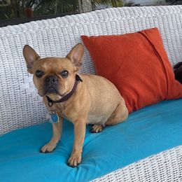 French Bulldogs from Fathom Frenchies
