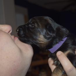 German Shepherd Puppies from Import German Shepherds of Kansas