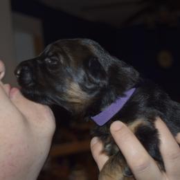 German Shepherd Puppies from Import German Shepherds of Kansas