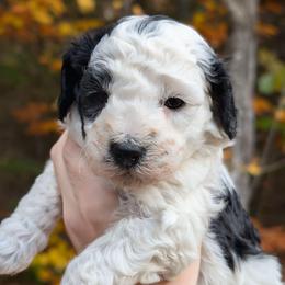 Envy - Parti female Poodle puppy in Salem Township, Maine from Moirae Poodles