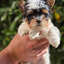Regina George - Black tan and white female Biewer Terrier puppy in El Paso, Texas from BabyCake Biewers
