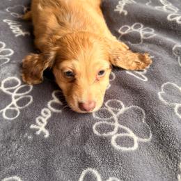 Rufus - Cream male Dachshund puppy in Magnolia, Texas from Carrie’s Countryside Dachshunds