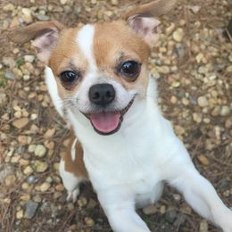 Nikko - Chihuahua
