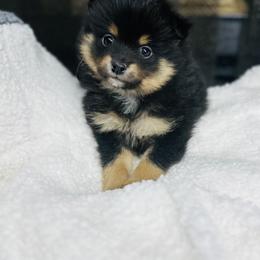 Bear - Black and tan male Pomeranian puppy in Garvin, Oklahoma from Hochatown Awesome Aussies