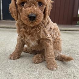 Firecracker - Apricot male Poodle puppy in Greensburg, Kentucky from Doodle Me Crazy