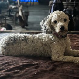 Penny - Poodle