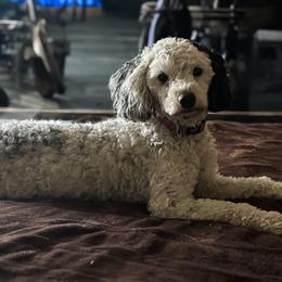 Penny - Poodle