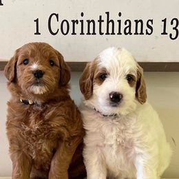 Goldendoodle Puppies from Stringer's Goldendoodles
