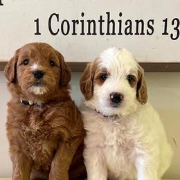 Goldendoodle Puppies from Stringer's Goldendoodles