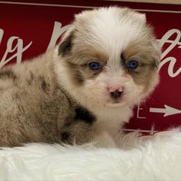Dancer - Red merle female Toy Australian Shepherd puppy in Blacksburg, South Carolina from Blue’s Family Aussies