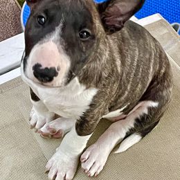 Miniature Bull Terrier Puppies from Tonka Miniature Bull Terriers