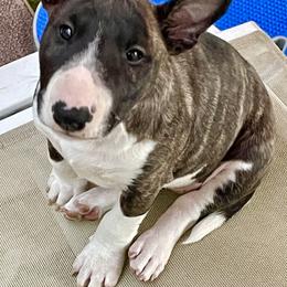 Miniature Bull Terrier Puppies from Tonka Miniature Bull Terriers